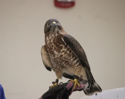 A hawk is perched on a gloved hand.
