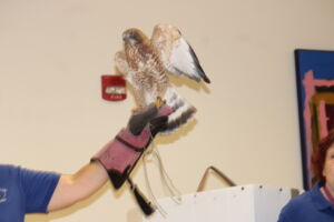 A hawk perches with wings out atop the gloved hand of its handler