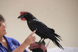 A raven stands on its handler's gloved hand while the handler touches its wing with their pointer finger